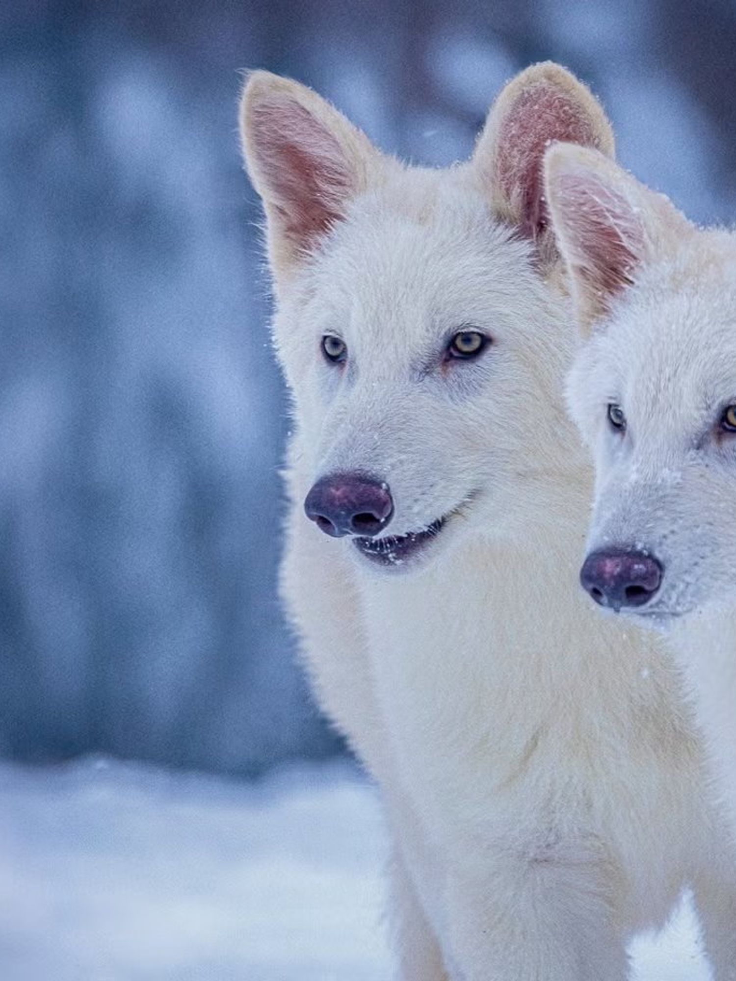 Scientists 'bring back' dire wolves after 10,000 years and pay tribute to Game of Thrones
