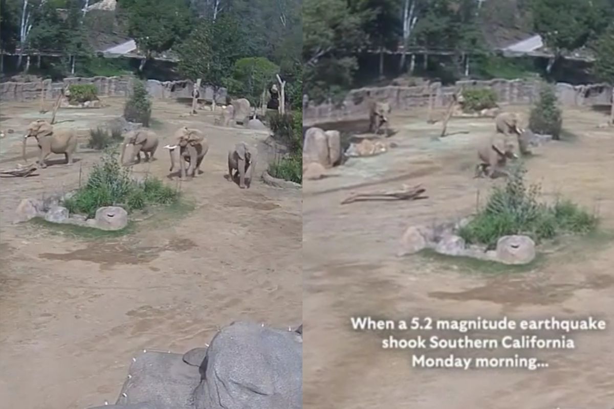Elephants rush to protect their young during earthquake at San Diego Zoo