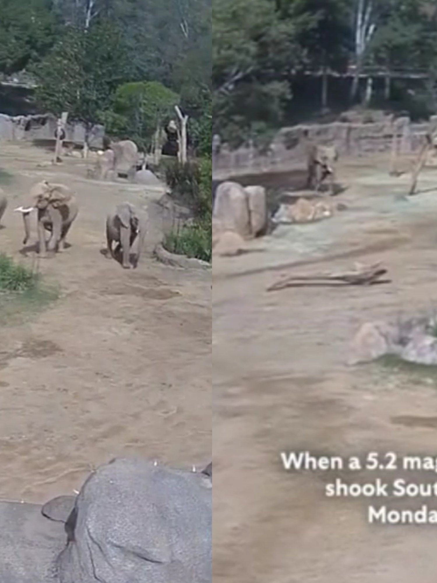 Elephants rush to protect their young during earthquake at San Diego Zoo