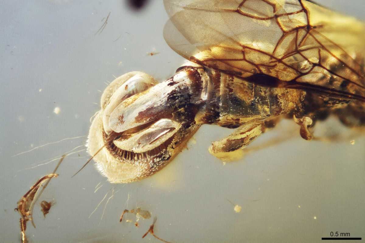 Scientists discover creature 'beyond imagination' encased in 99 million-year-old amber