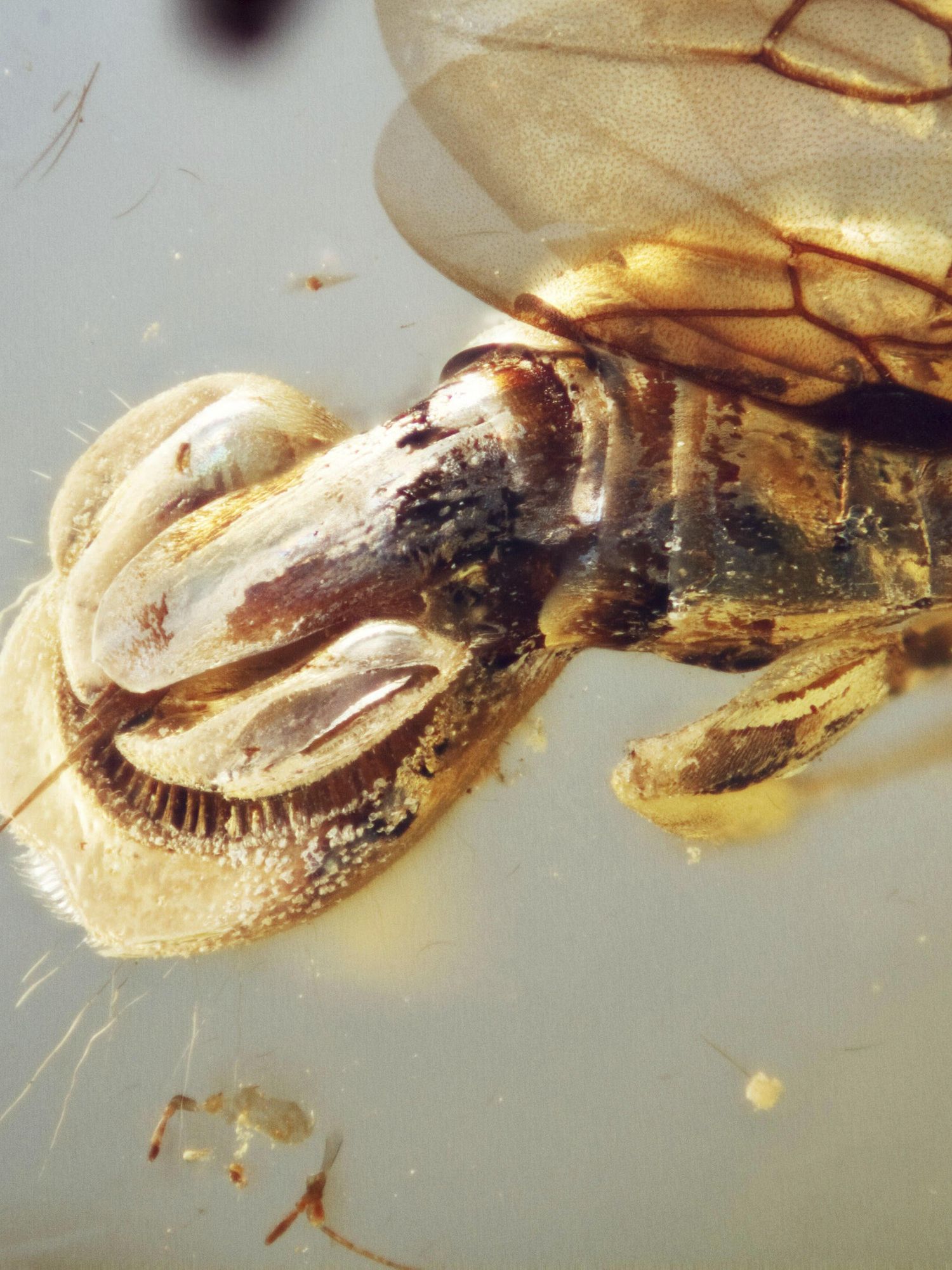 Scientists discover creature 'beyond imagination' encased in 99 million-year-old amber