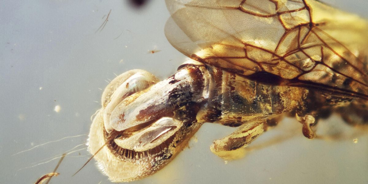 Ancient 'Venus Flytrap Wasp' Discovered in 99-Million-Year-Old Amber