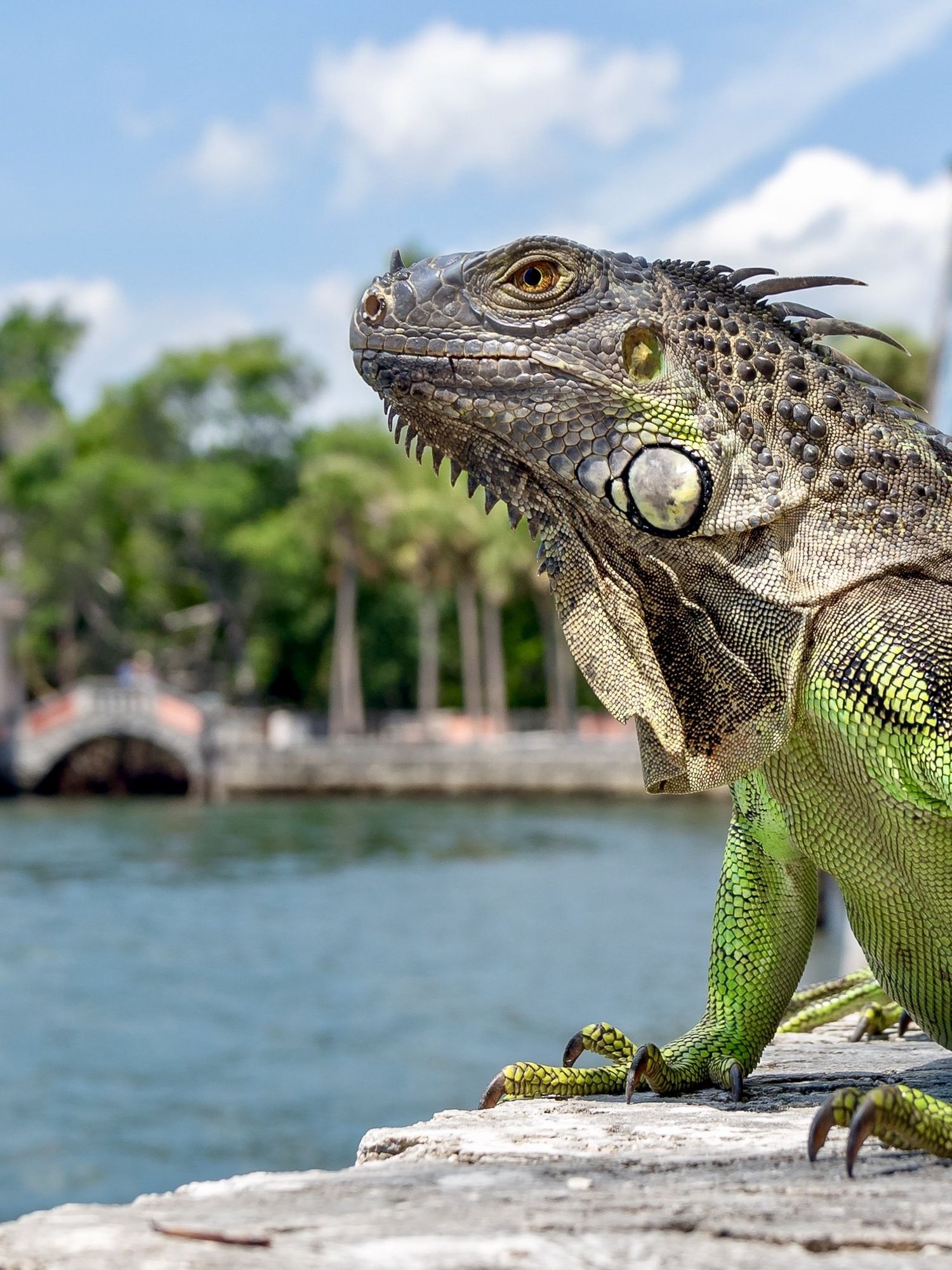 Man does 'most Florida thing ever' and turns iguana eggs into breakfast