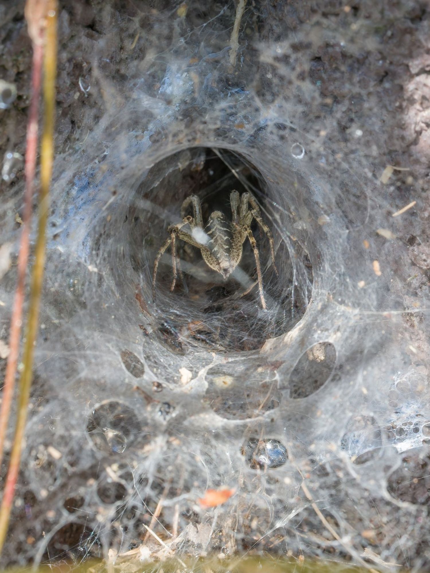 Spiders are keeping loud noises out by using their webs in strange way