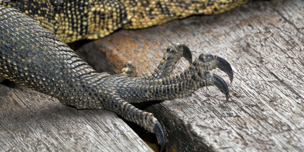 Science Claws Huge fossilised claws discovered by scientists belong to mysterious new ...