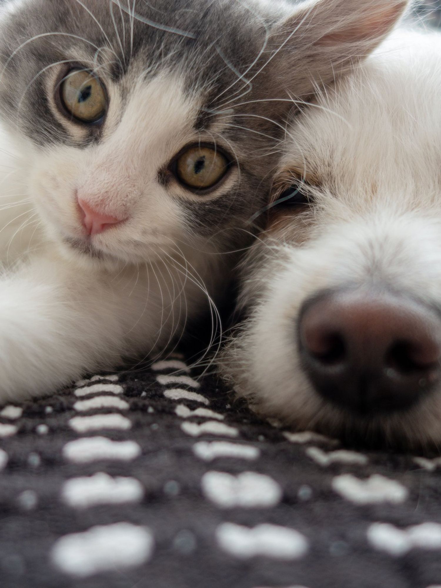 Dogs and cats are evolving to look more alike for this bizarre reason