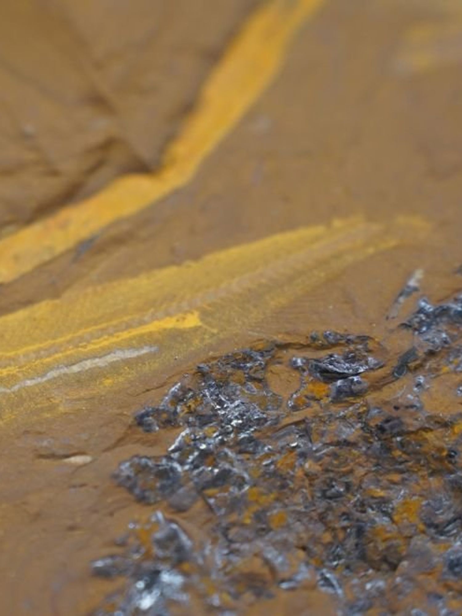 Rare discovery of 15-million-year old fossil uncovers secrets of the past