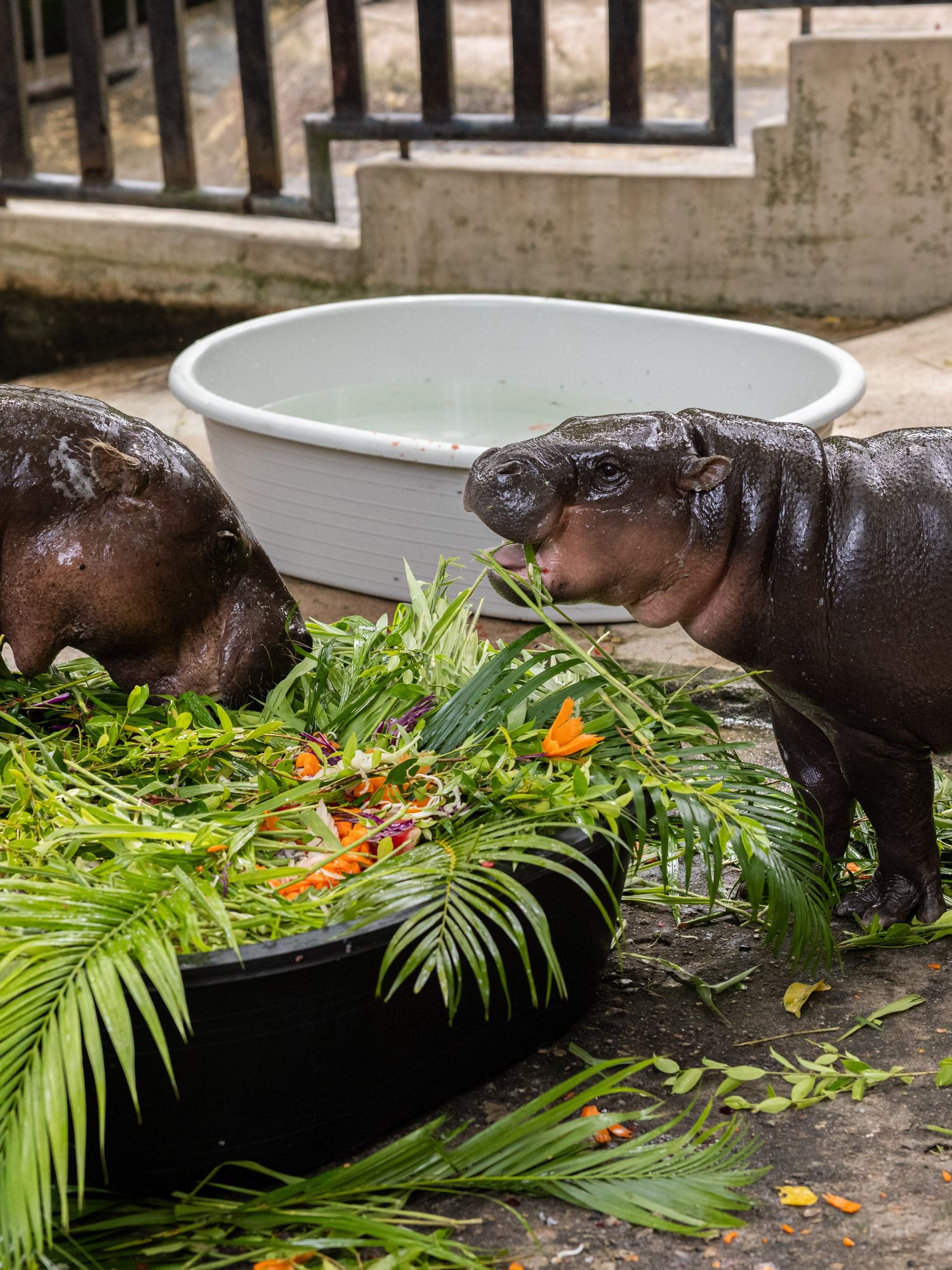 Moo Deng fans worldwide travel to Thailand to celebrate the hippo's 1st birthday