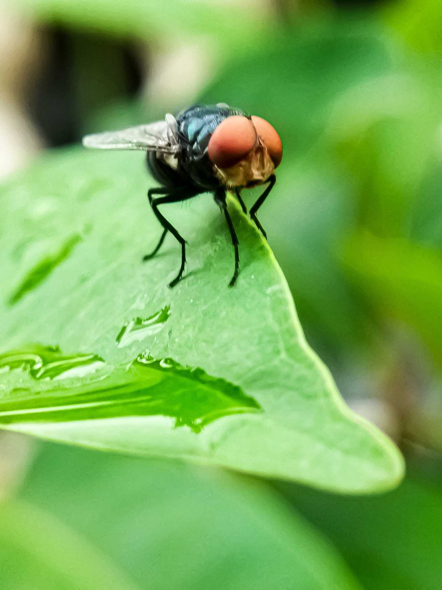 New world screwworm flies to be bred in millions and dropped from planes across US for this key reason