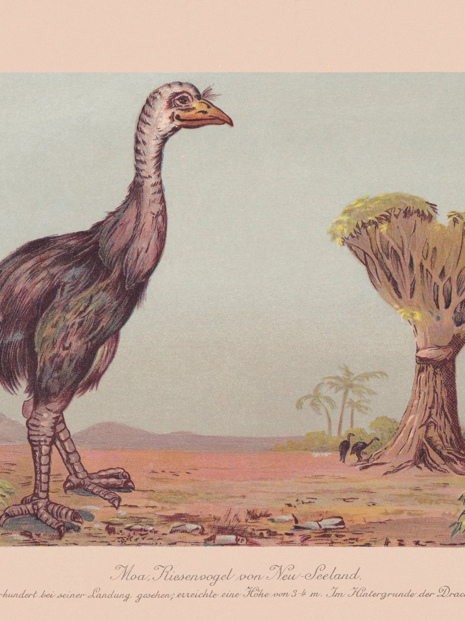 Dire wolves ‘de-extinction’ was the first and next to follow is New Zealand’s giant moa