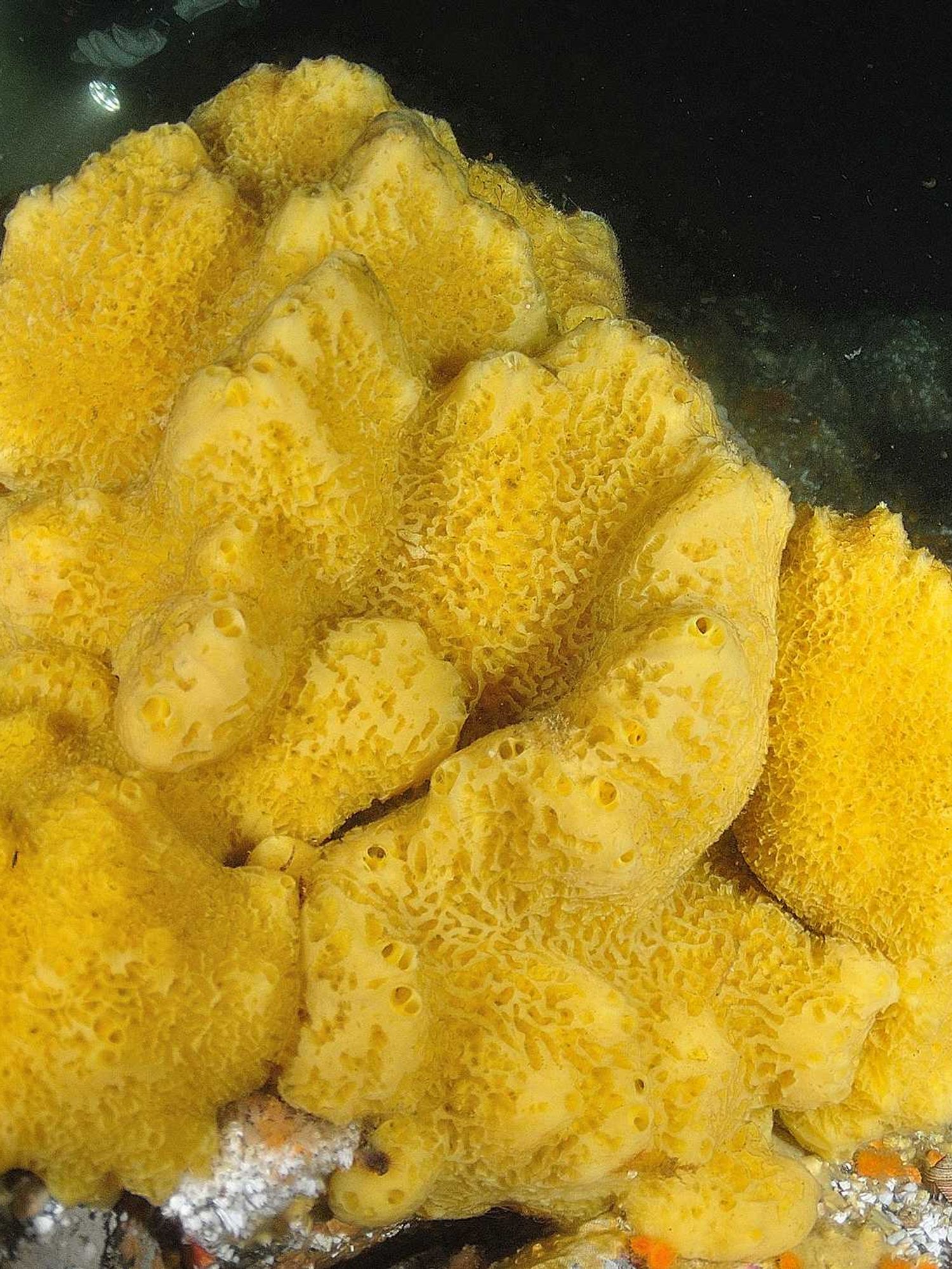 This ancient signal just unearthed what the first animal ever actually looked like