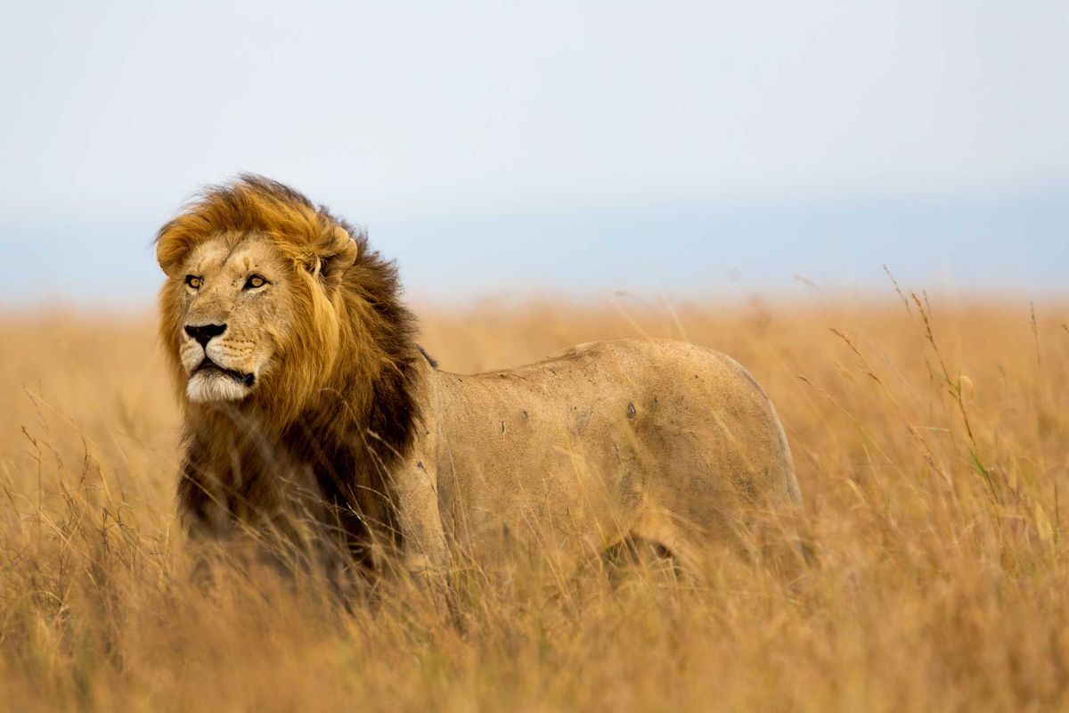 What is the Lion TikTok trend? Creators share things that 'don't concern' them