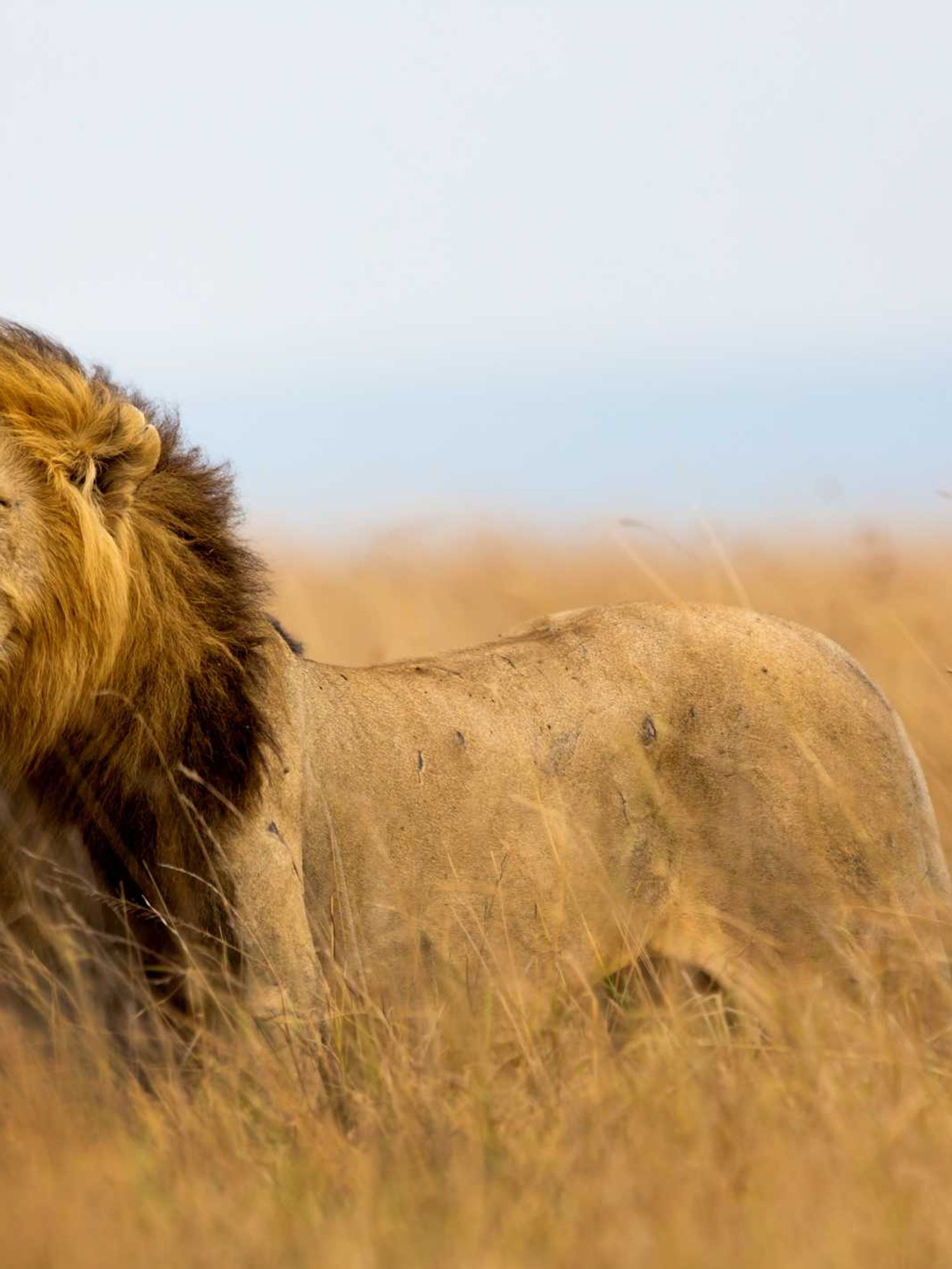What is the Lion TikTok trend? Creators share things that 'don't concern' them