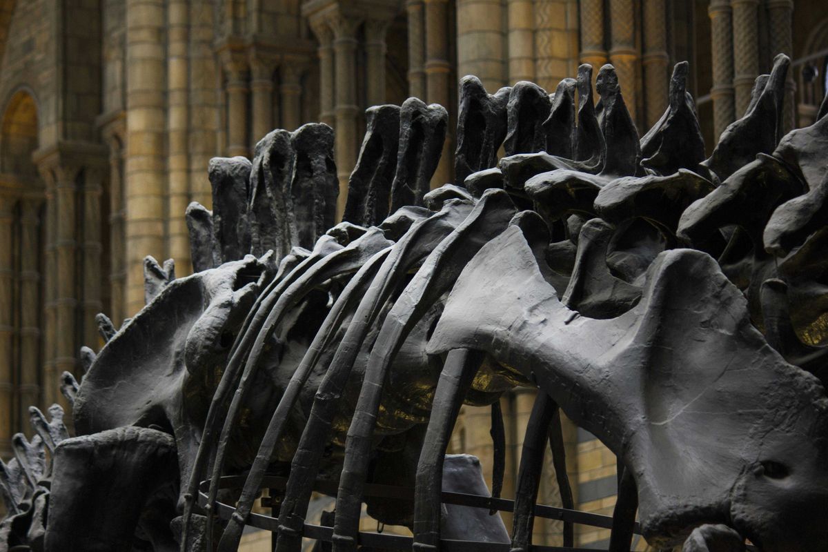 Ancient dinosaur mummies with hooves were preserved in this strange way