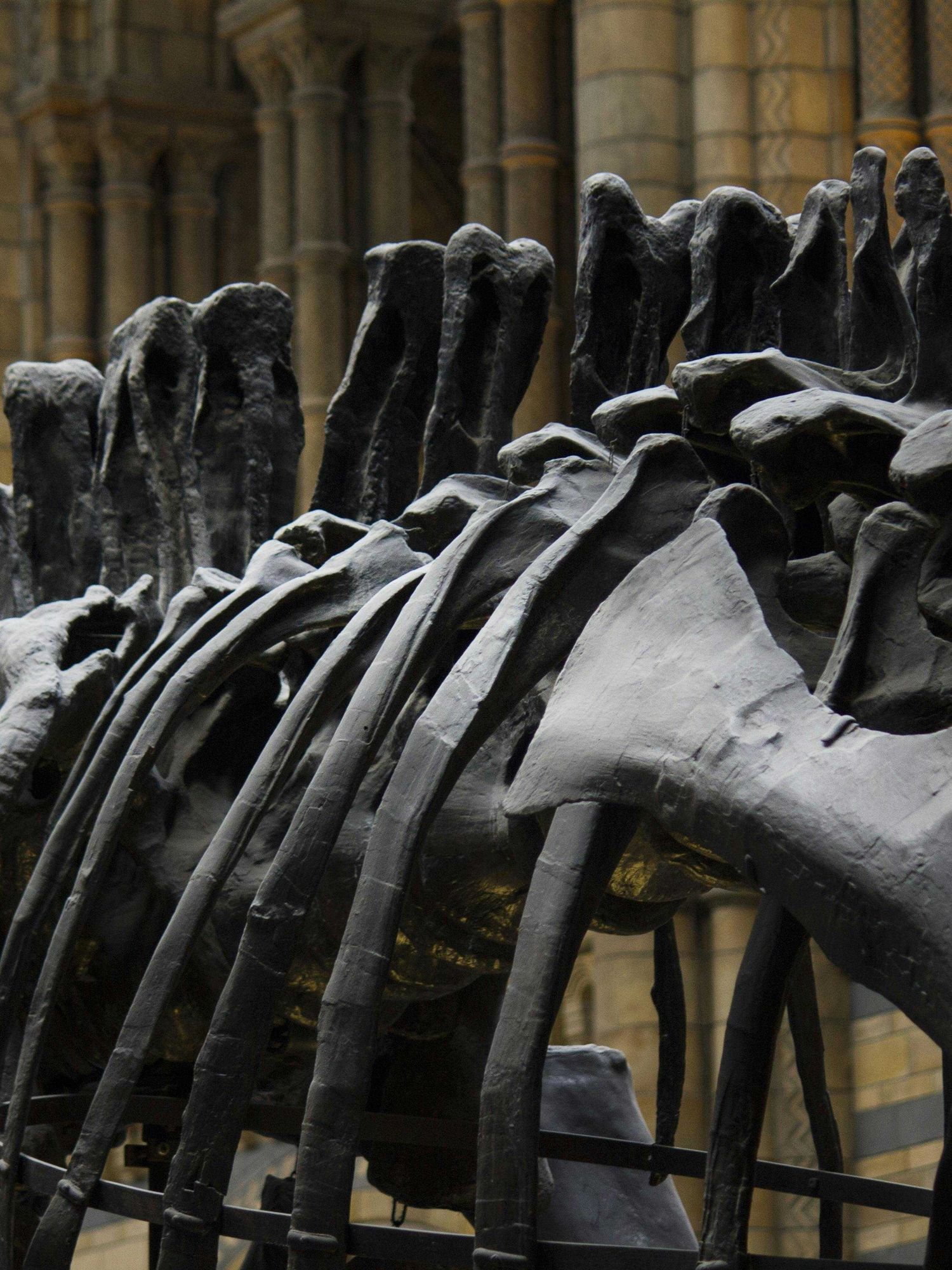 Ancient dinosaur mummies with hooves were preserved in this strange way