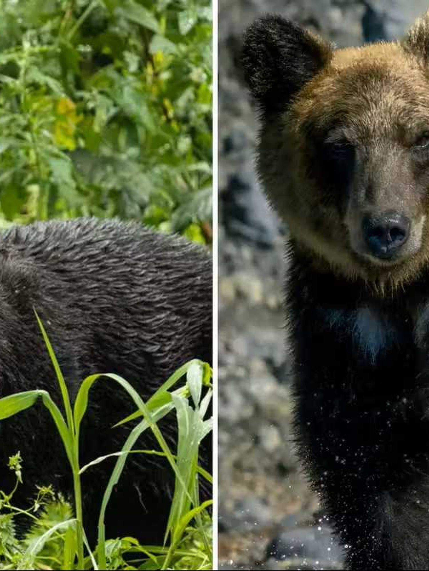 Japan deploys troops to tackle the country's bear attack problem