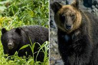 Why are so many bear attacks happening in Japan? Troops deployed to tackle concerning problem