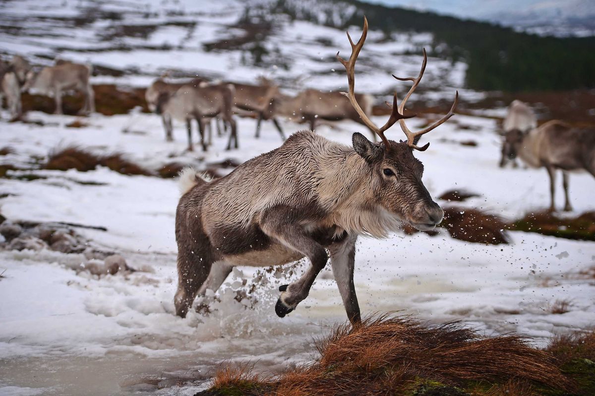 Watch: Sweet moment reindeer stop traffic during heavy snow fall