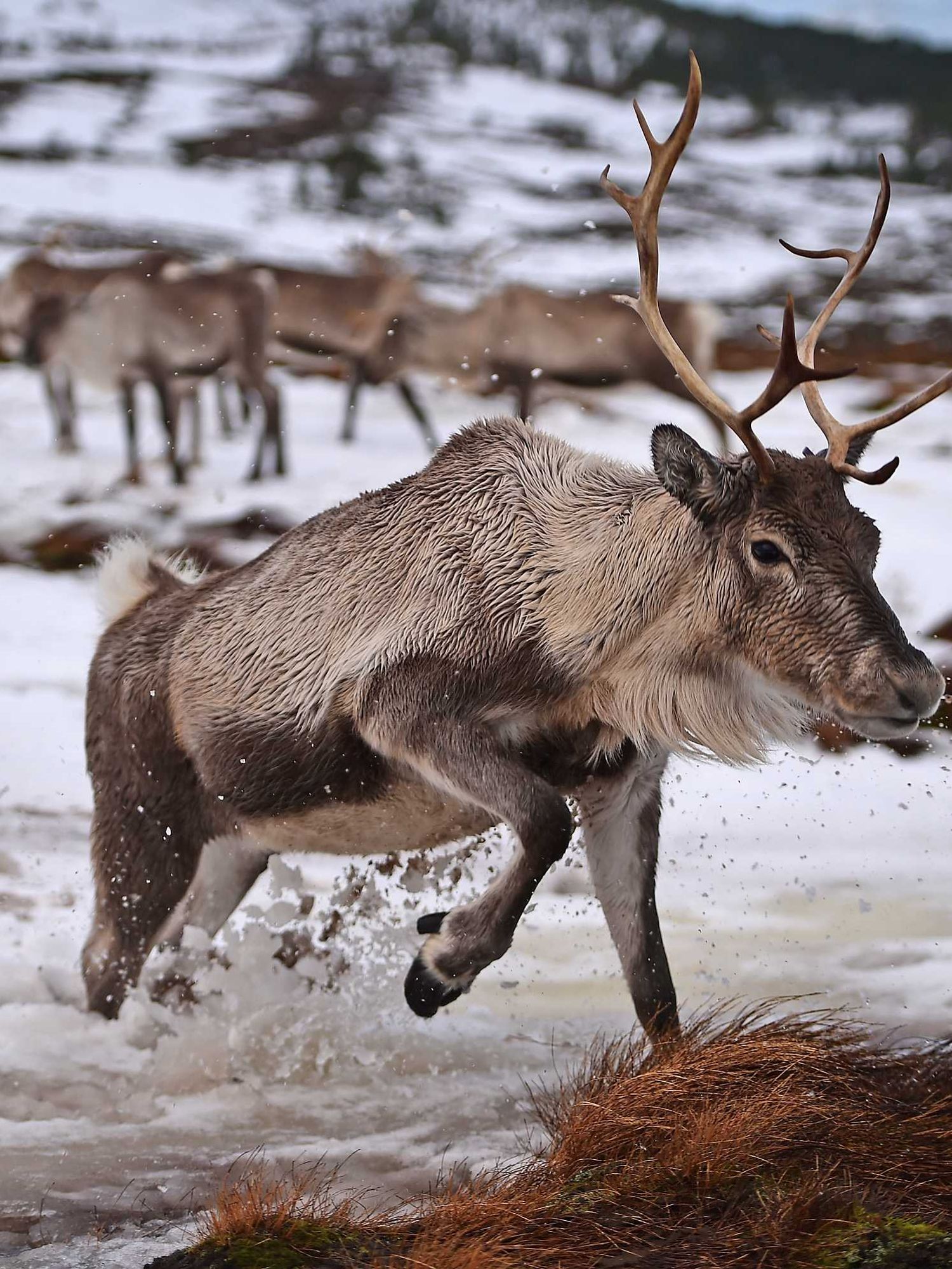 Watch: Sweet moment reindeer stop traffic during heavy snow fall