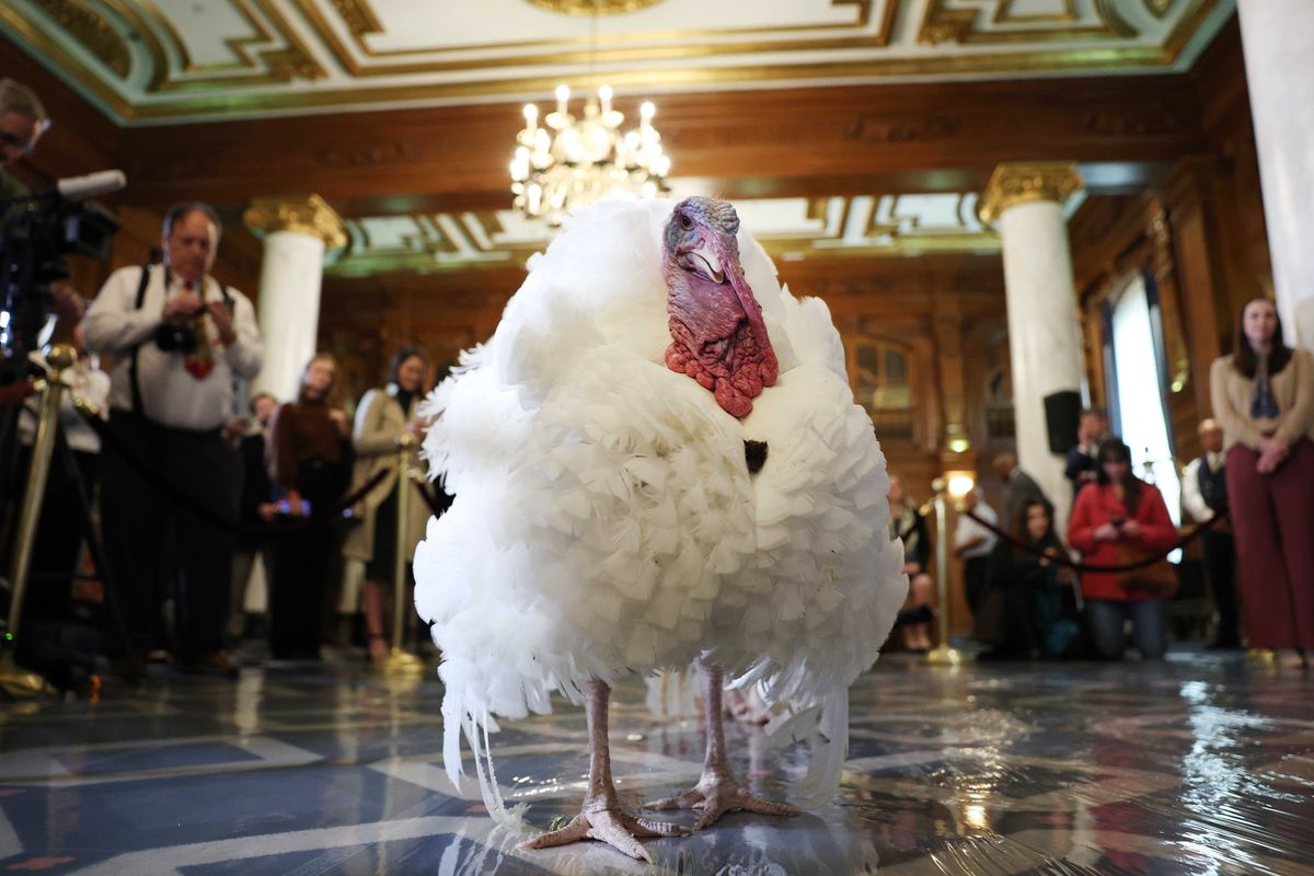 Watch: White House gives turkeys five-star hotel treatment ahead of annual Thanksgiving pardoning