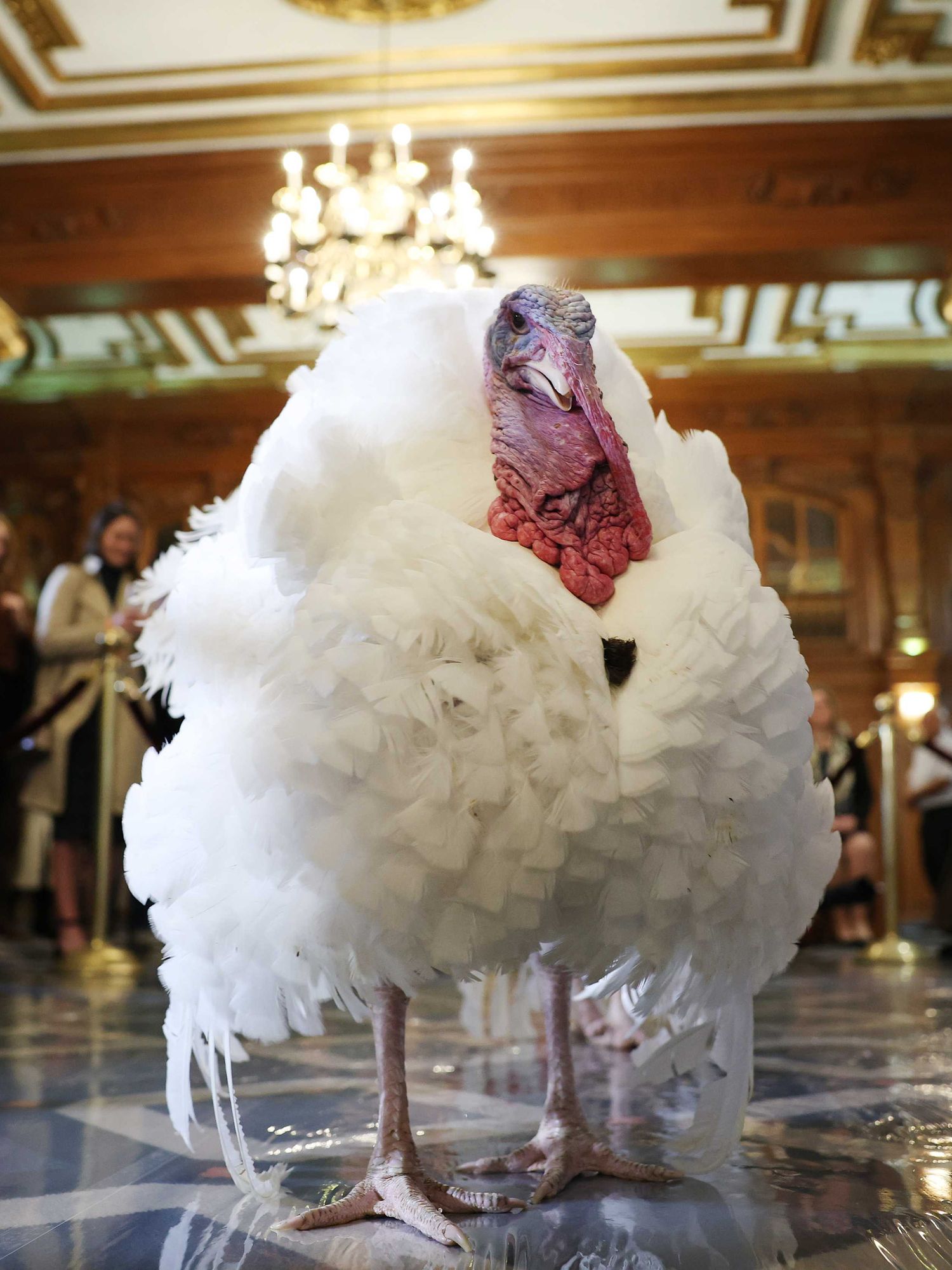 Watch: White House gives turkeys five-star hotel treatment ahead of annual Thanksgiving pardoning