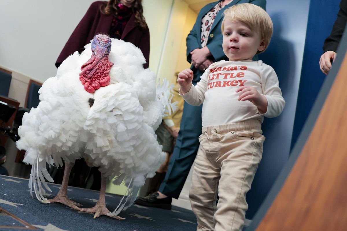 Watch: Karoline Leavitt's son plays alongside huge pardoned thanksgiving turkey