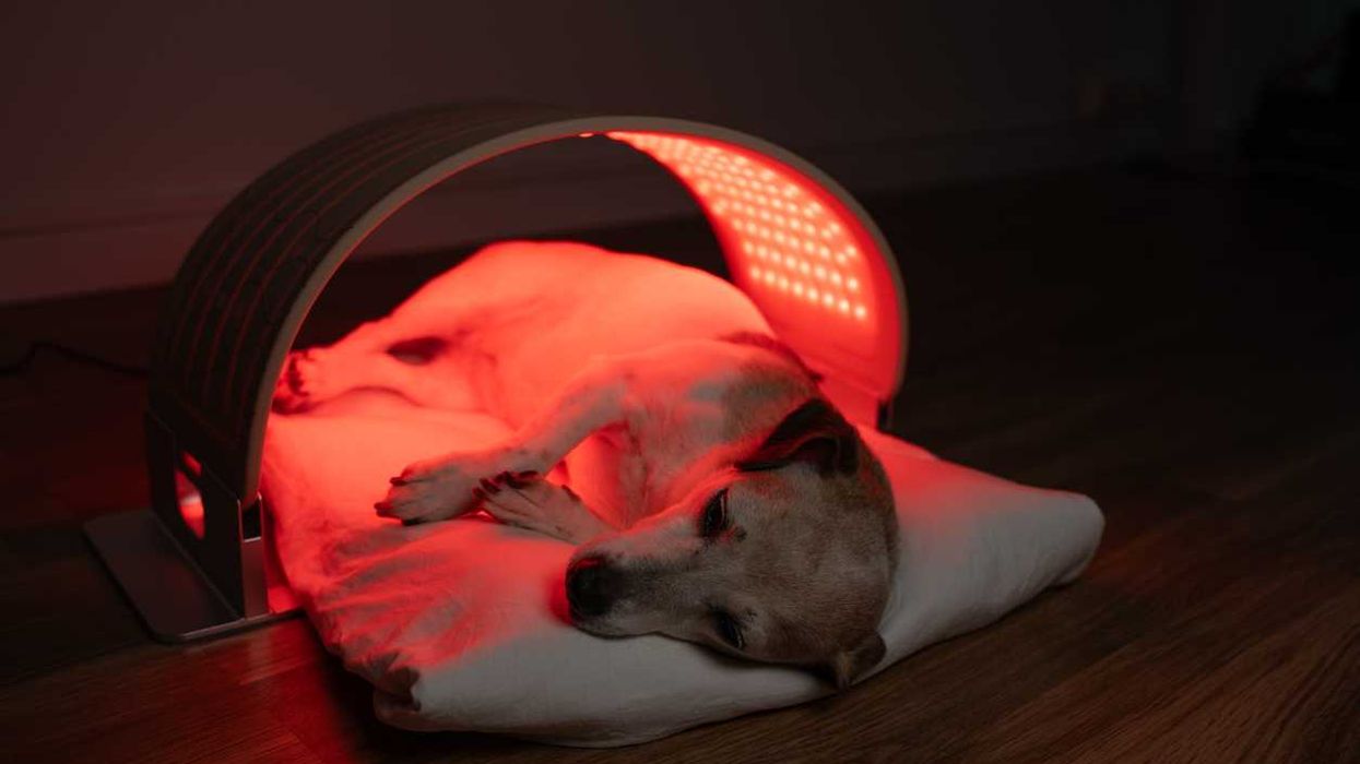 Our wellness routines are now coming for our dogs - but could it help them live longer?