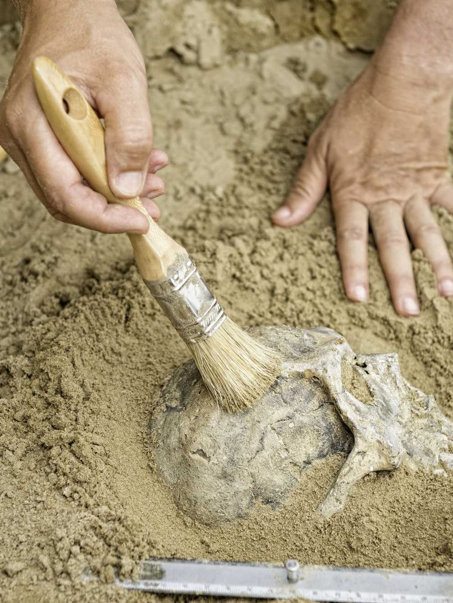 This 1.5-million-year-old Ethiopian face reveals key detail about early human migration