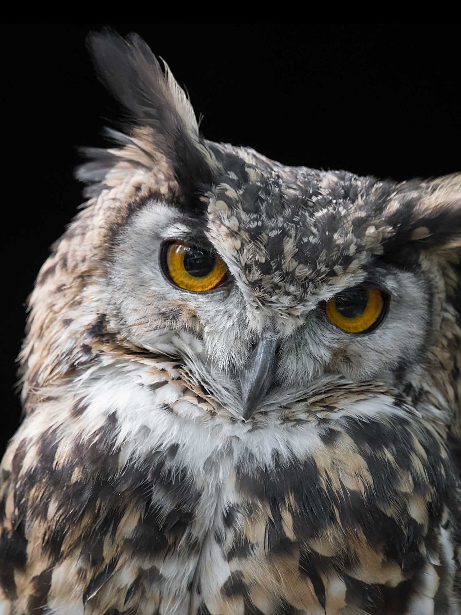 TikTok has a new obsession with celebrity owl impressions - and it's absolutely hilarious