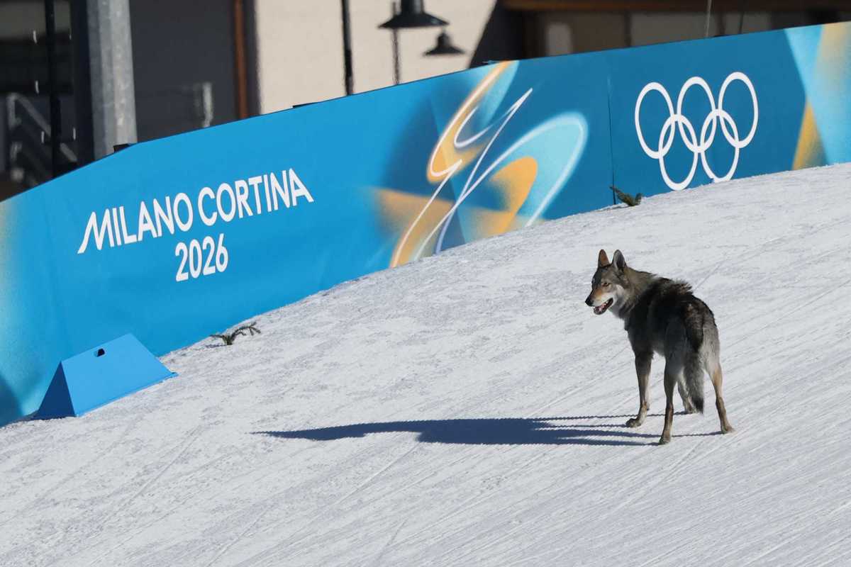 Dog becomes viral star after gatecrashing Olympics: 'I hope he wins'