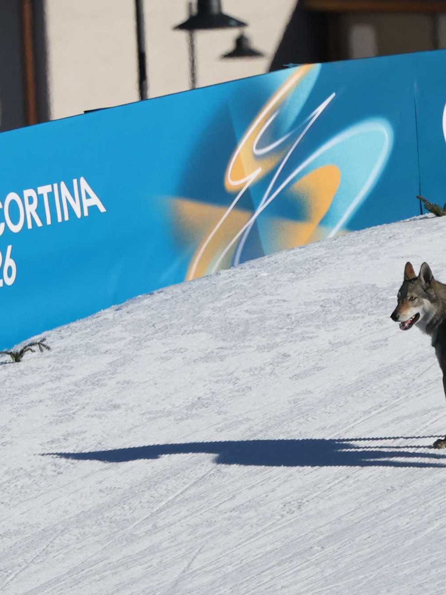 Dog becomes viral star after gatecrashing Olympics: 'I hope he wins'