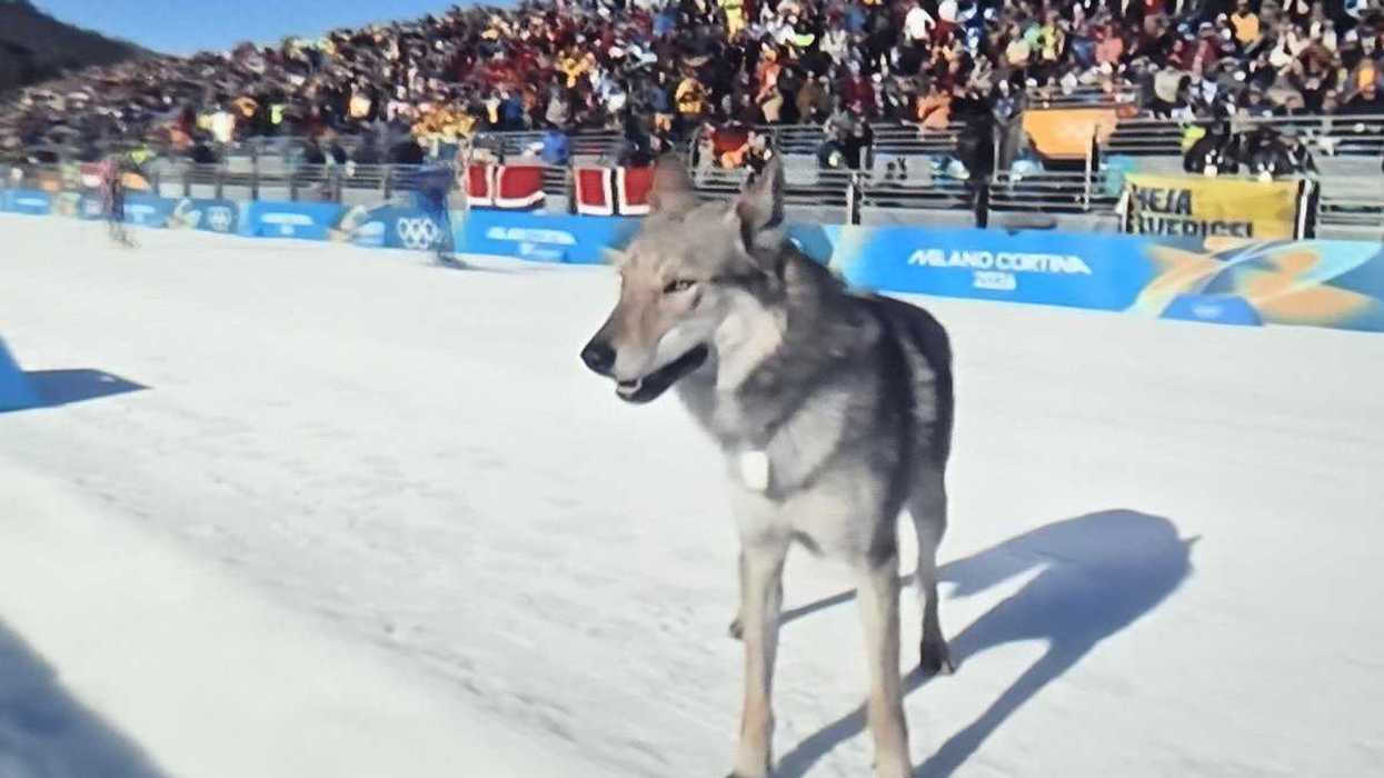 The Winter Olympics dog is the breakout star of the games: 'Someone get him a medal'
