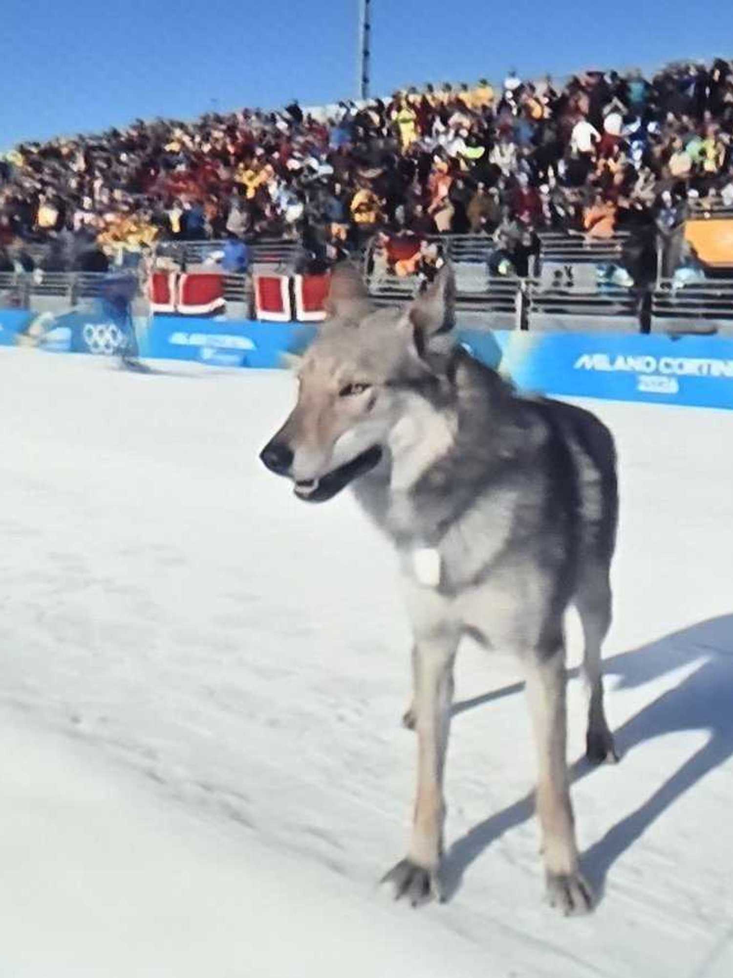 The Winter Olympics dog is the breakout star of the games: 'Someone get him a medal'