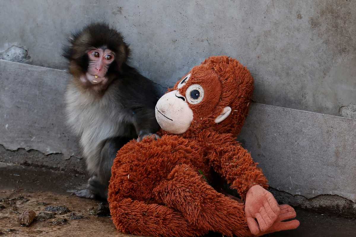 Abandoned baby monkey becomes viral star thanks toy orangutan friendship