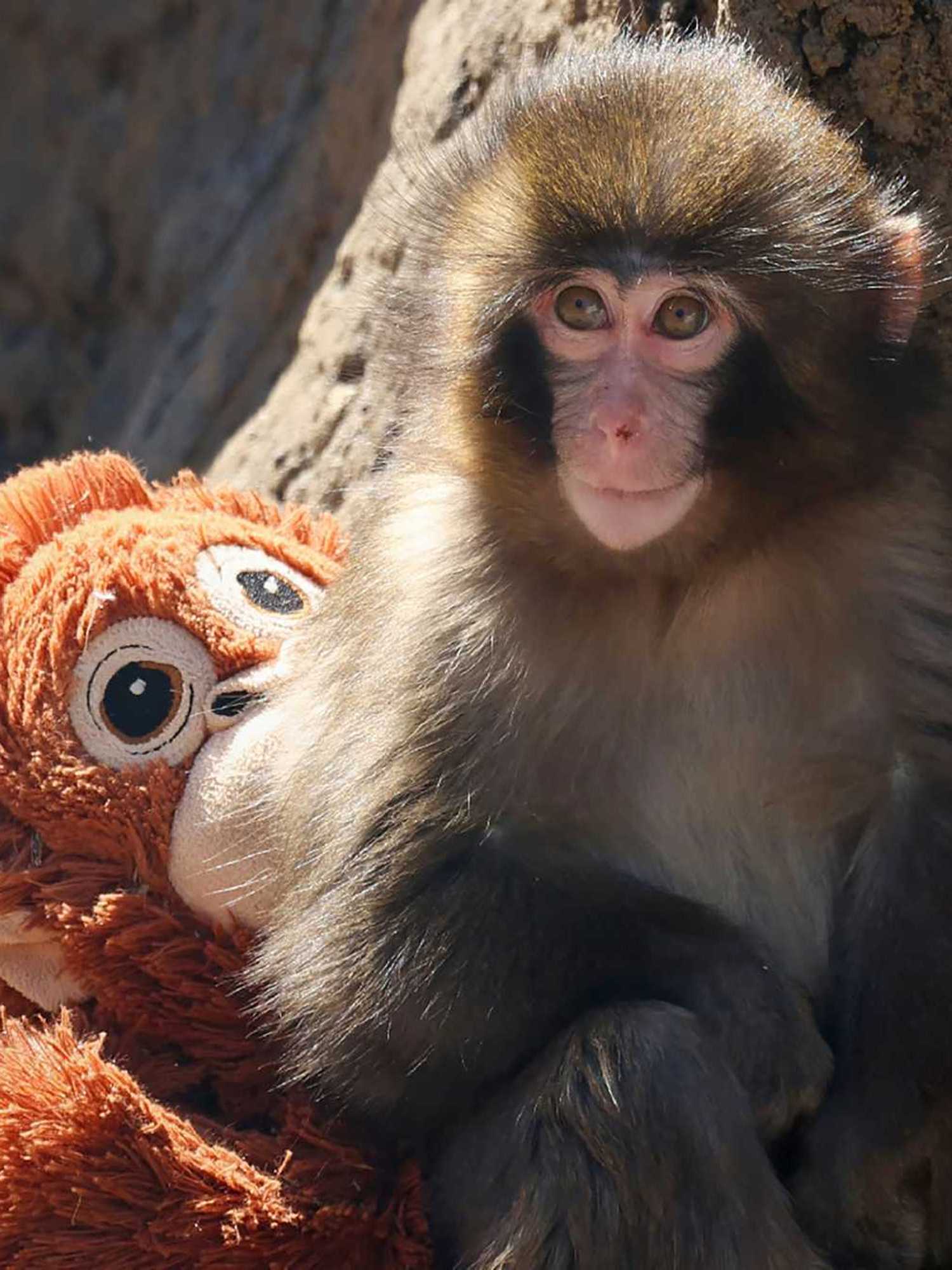 Tate brothers want to buy Punch the Monkey – but the internet is not impressed