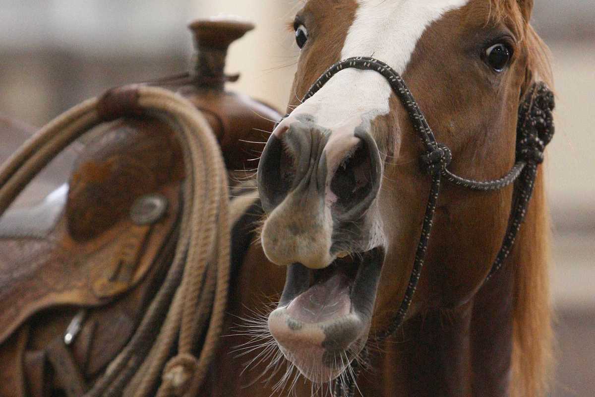 Scientists discover horses don’t just neigh – they whistle