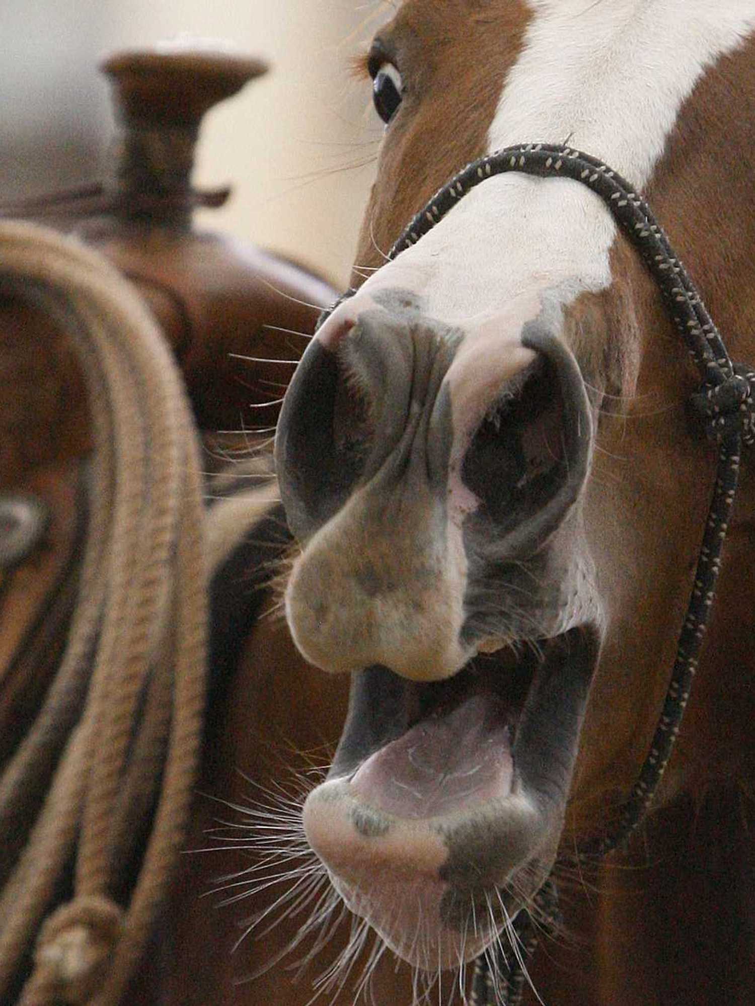 Scientists discover horses don’t just neigh – they whistle