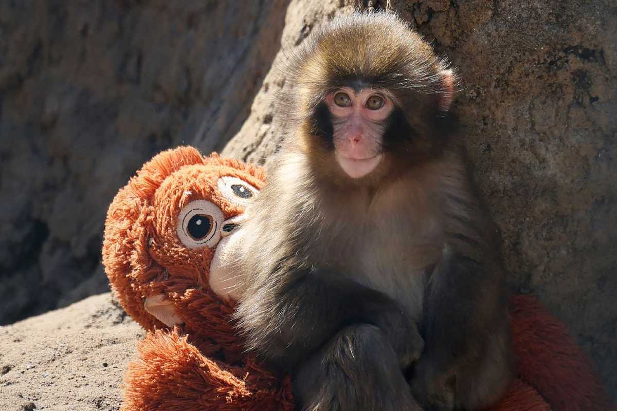 The Punch the monkey saga just took another turn and people are obsessed