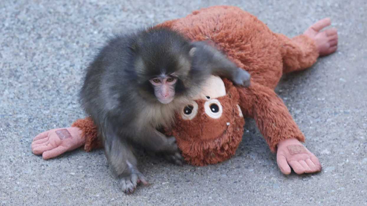 Where to buy Punch the monkey's stuffed orangutan toy companion