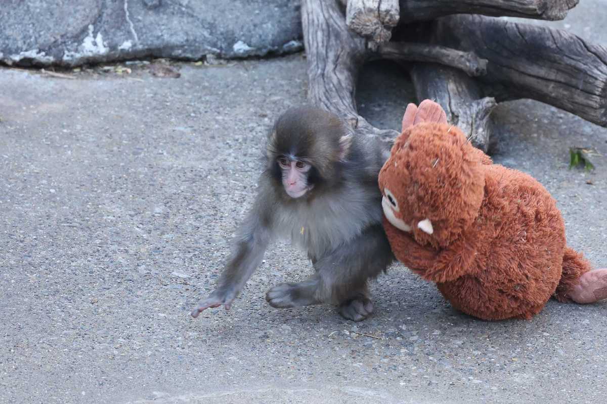Punch the monkey has just learned this adorable trick - and people can't cope