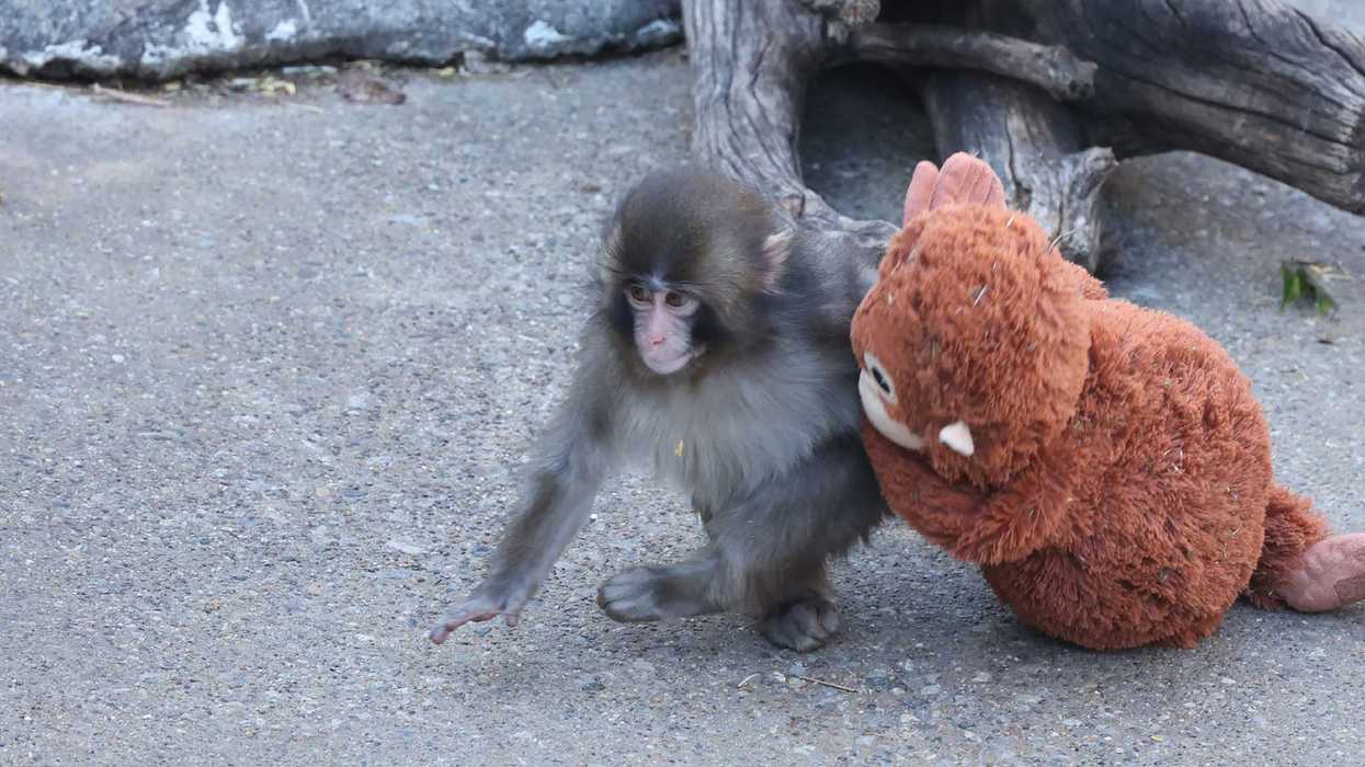 Punch the monkey has just learned this adorable trick - and people can't cope