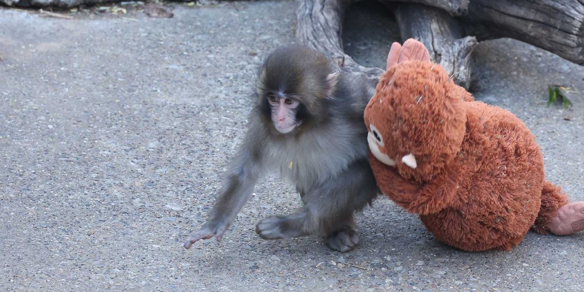 Is Punch the monkey cute?