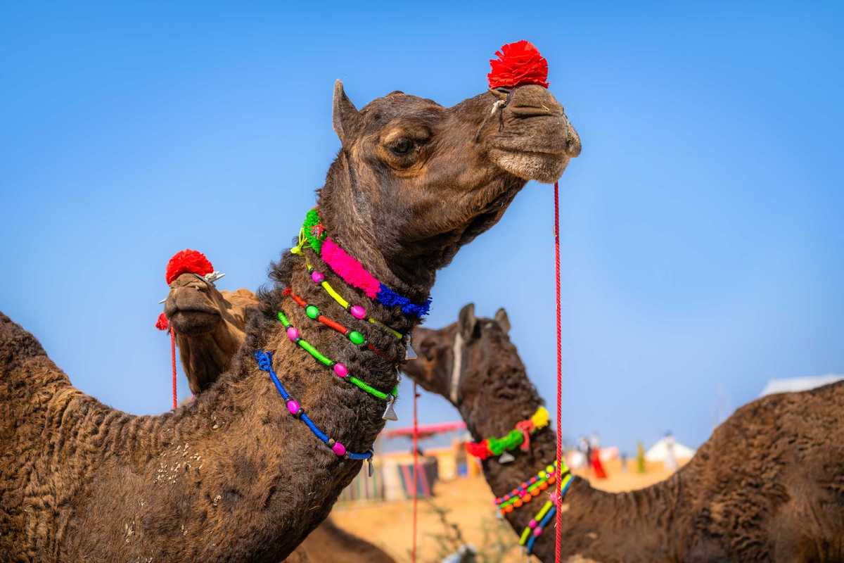 Camel beauty pageant rocked by Botox scandal