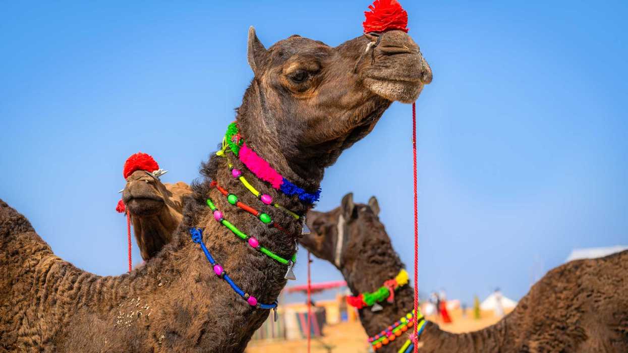 Camel beauty pageant rocked by Botox scandal