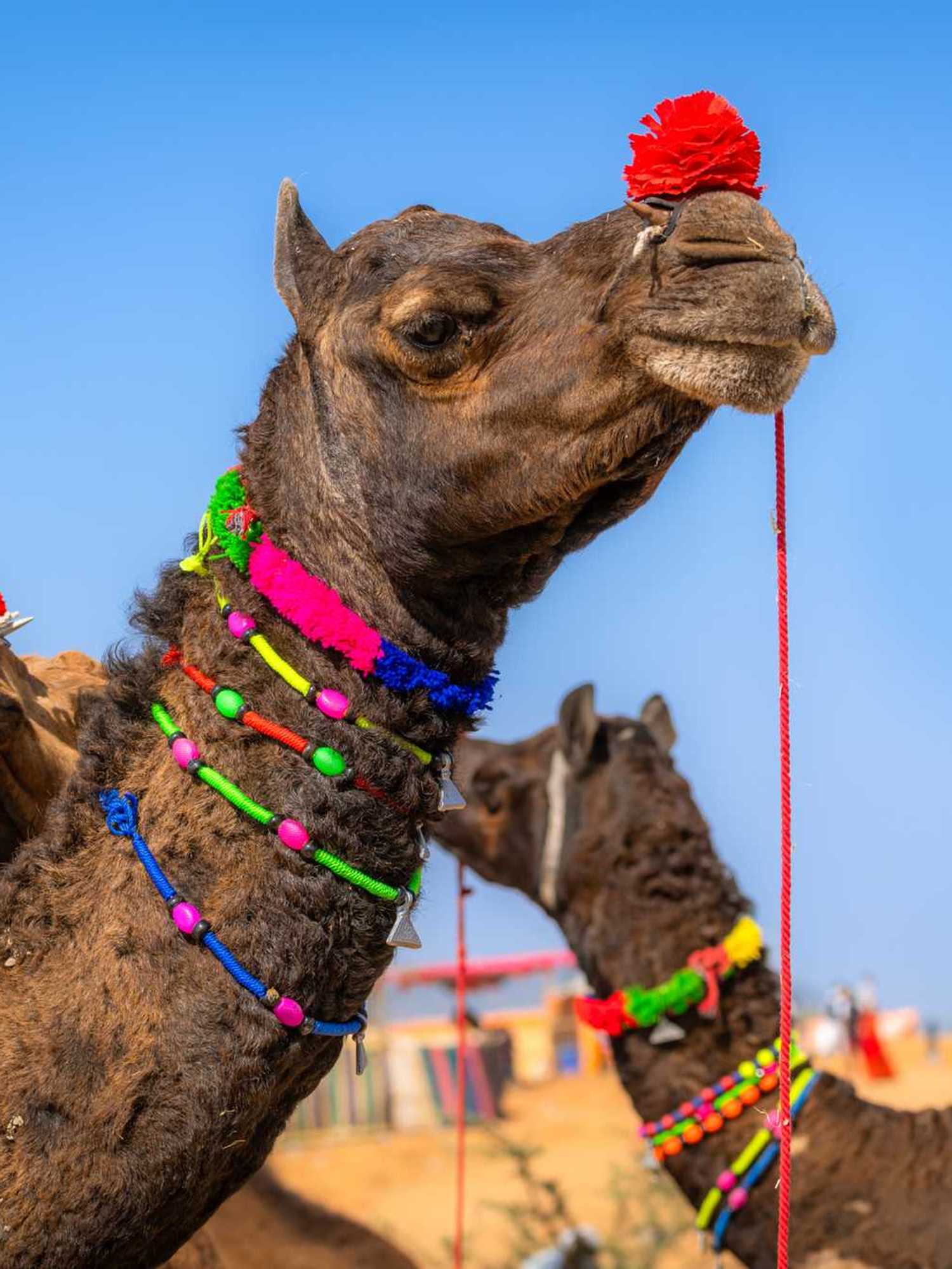 Camel beauty pageant rocked by Botox scandal