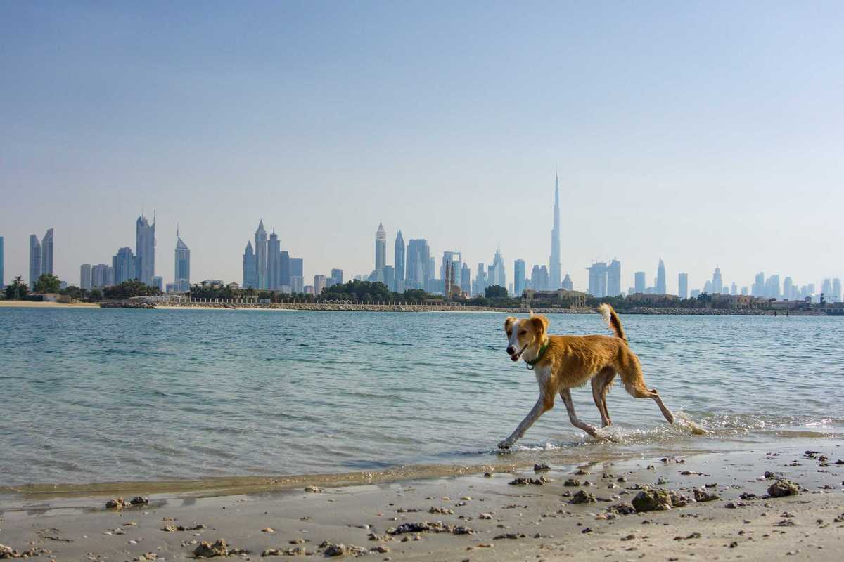 UAE organisations urge people to stop abandoning pets when leaving Dubai