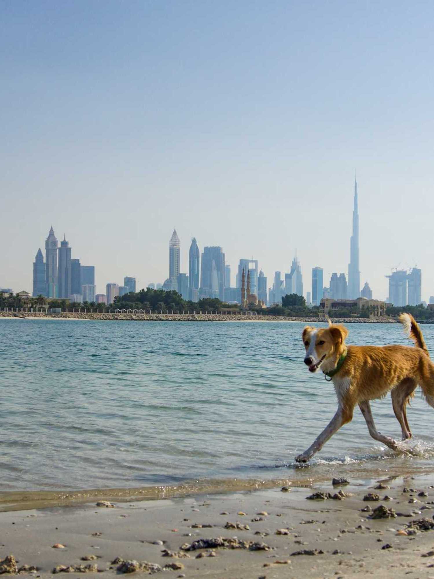 UAE organisations urge people to stop abandoning pets when leaving Dubai