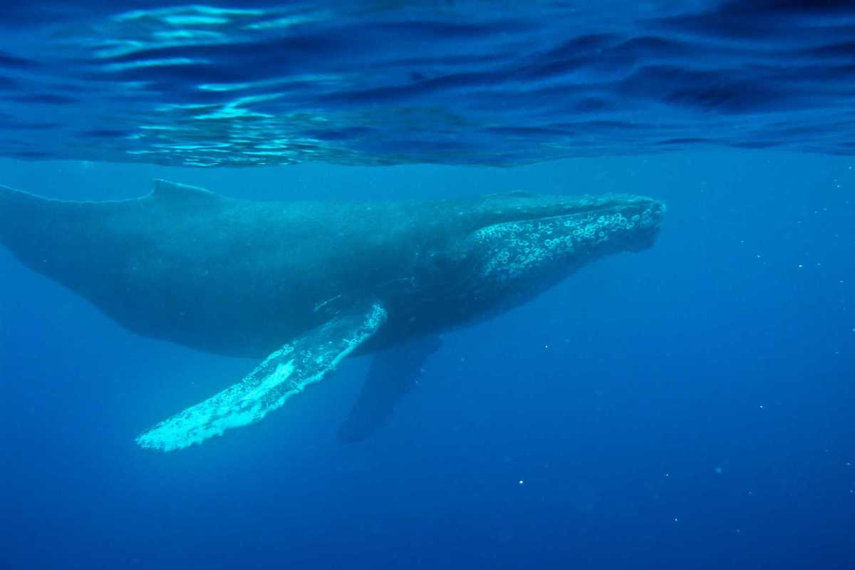 Ancient whale song recording reveals decades old secret of the ocean