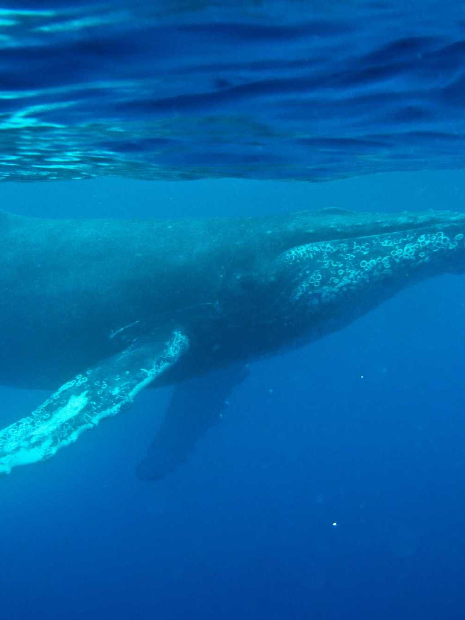 Ancient whale song recording reveals decades old secret of the ocean