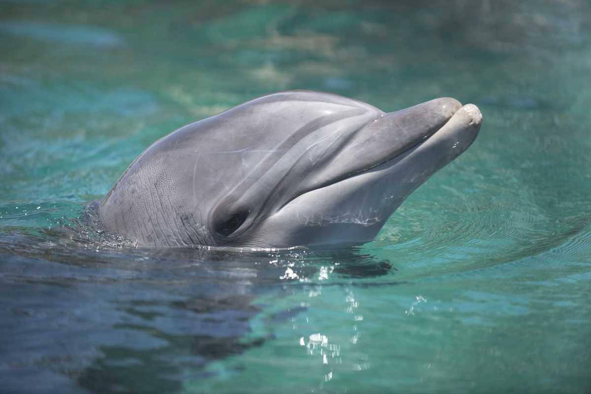 Did Gerald the dolphin really kidnap a man and force him to build an underwater world?